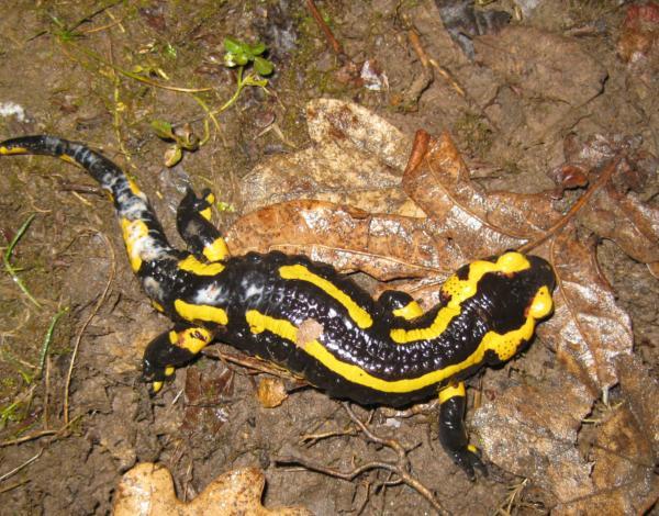 Salamandra salamandra subs pt terrestris - Bombon