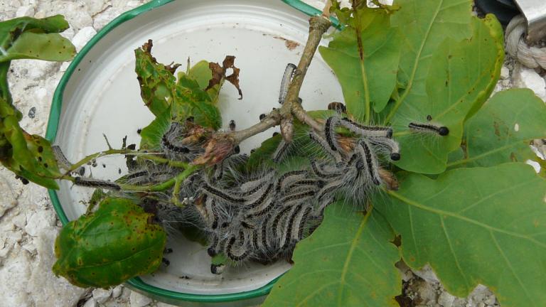 hero chenilles processionnaires du chêne