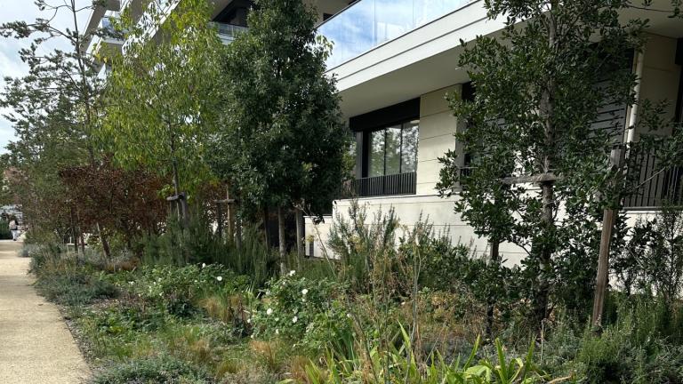 Un espace planté d'arbres et de végétation basse qui recueille l'eau de pluie au pied d'un immeuble