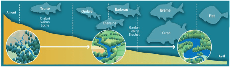 Schéma biologie des cours d'eau