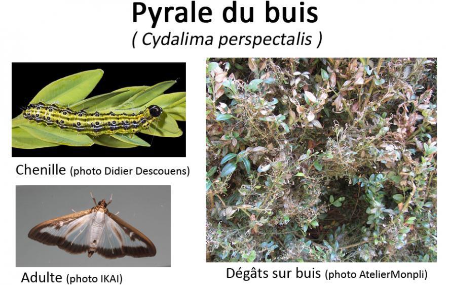 Chenille et papillon adulte de la pyrale du buis, dégâts sur buis