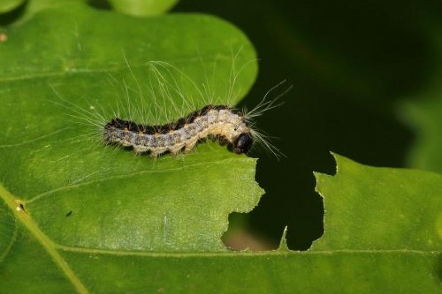 Chenilles processionnaires du chêne sur une feuille