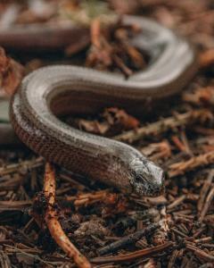 L'orvet ressemble à un serpent